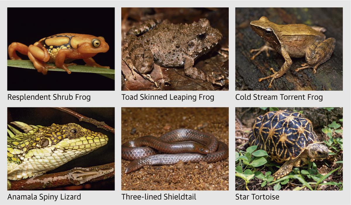 Herpetofauna survey records presence of 60 species of amphibians, 74  reptiles - The Hindu