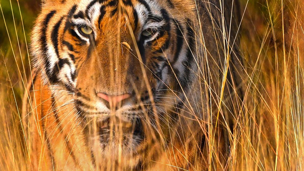 Two persons killed in tiger attack in Maharashtra’s Chandrapur