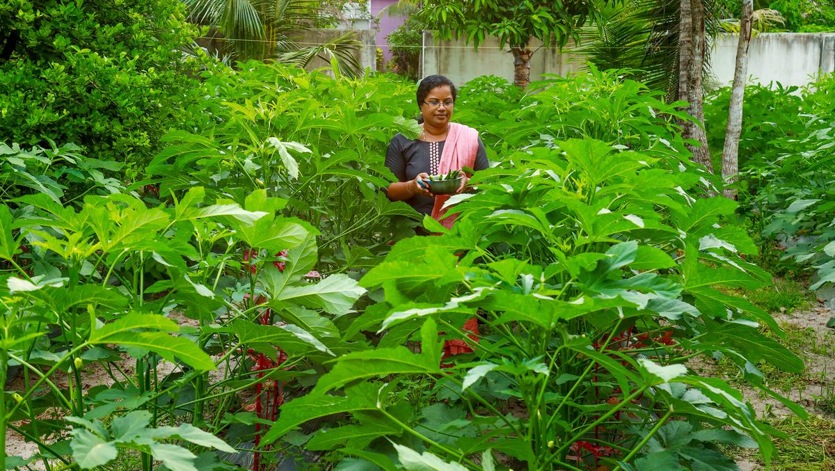 Asha Shaiju at her okra farm at Charamangalam in Kanjikuzhy grama panchayat in Alappuzha.