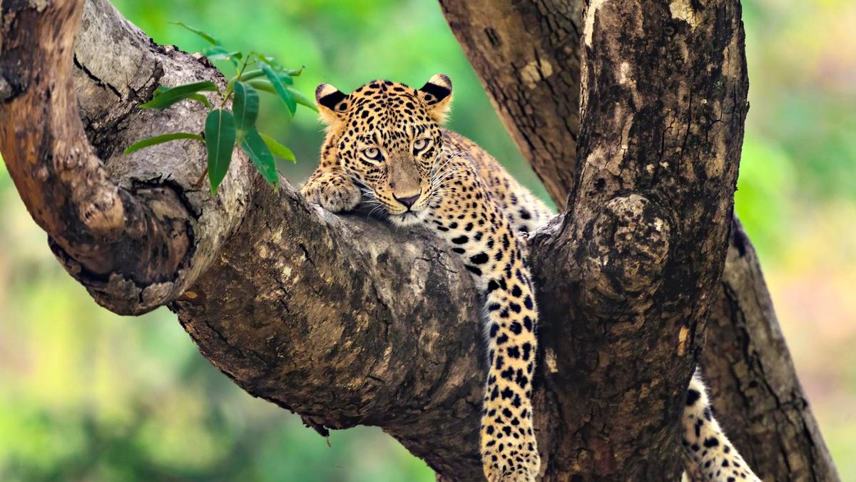 Leopards spotted in north Bengaluru over the last few days