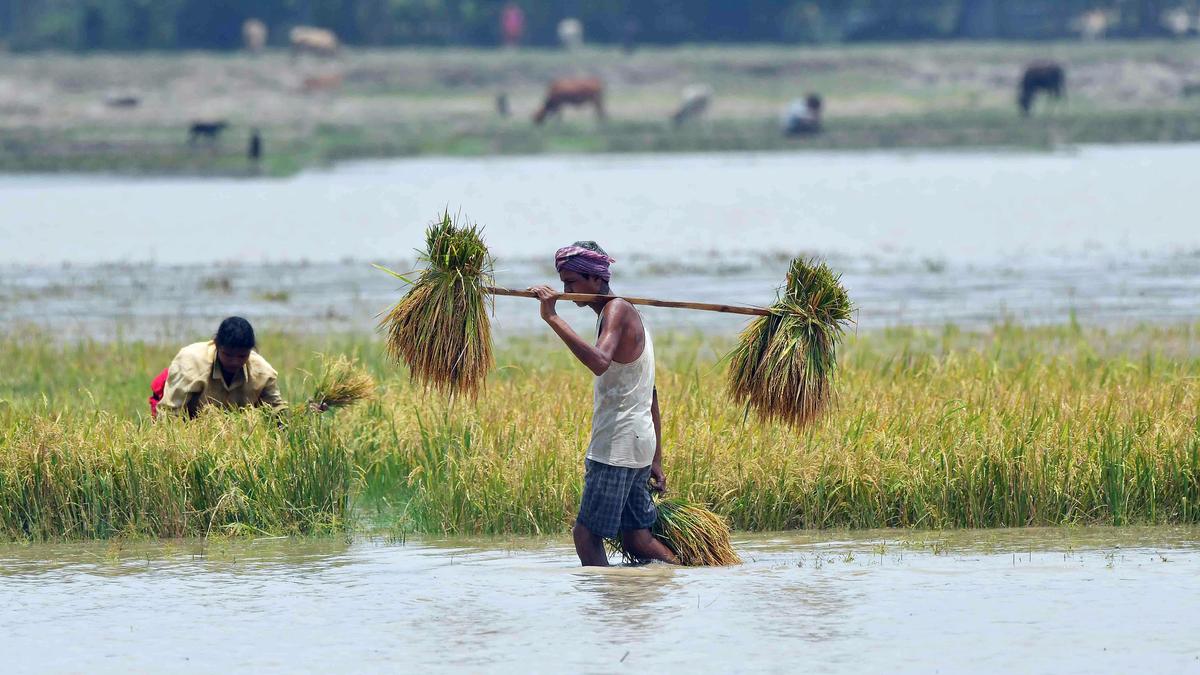 Flood situation remains grim in Assam; more than 3.5 lakh people in 11 districts affected