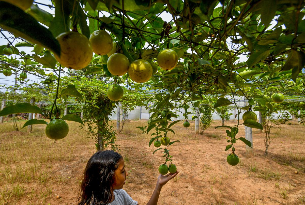 A passion fruit plantation at My Farm, a farm-to-fork set-up spread over a 100 acres farm area near Vepada, 60 kilometres from Visakhapatnam.  
