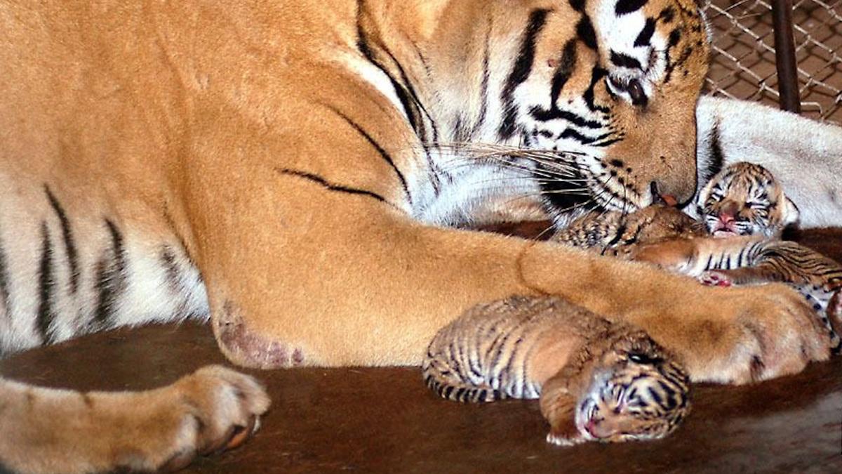 Two more tiger cubs born at Pilikula Biological Park