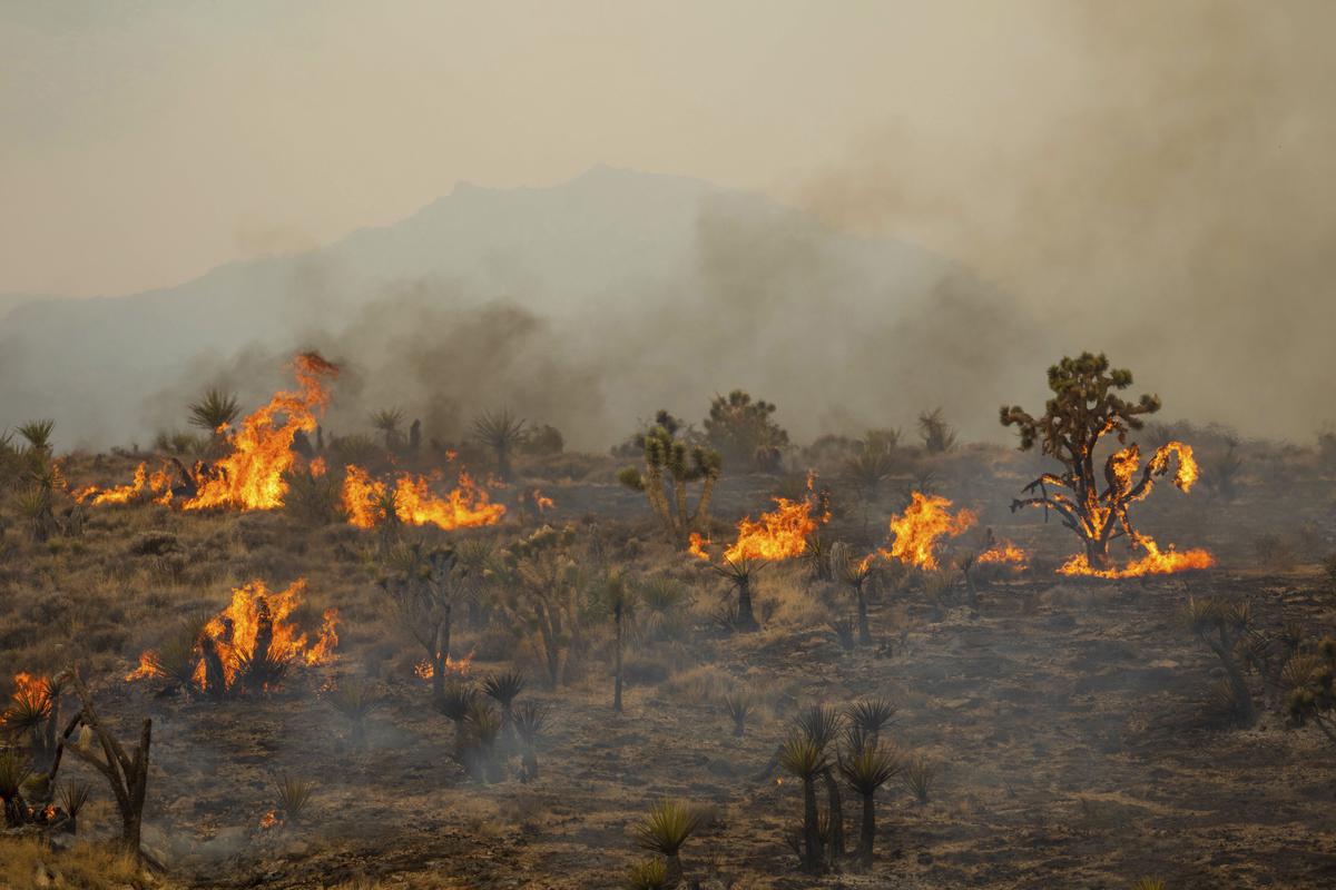 Wildfires raging in Europe: What, where and why?, Explainer News