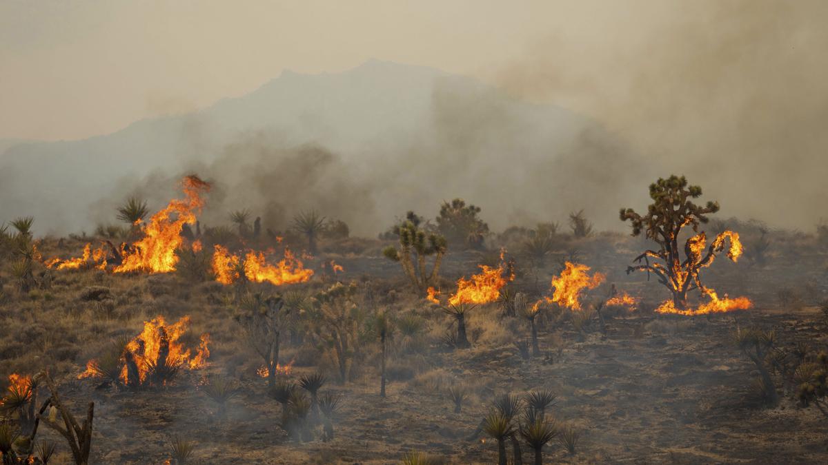 Explained | Wildfires and heatwaves raged around the world in July
Premium