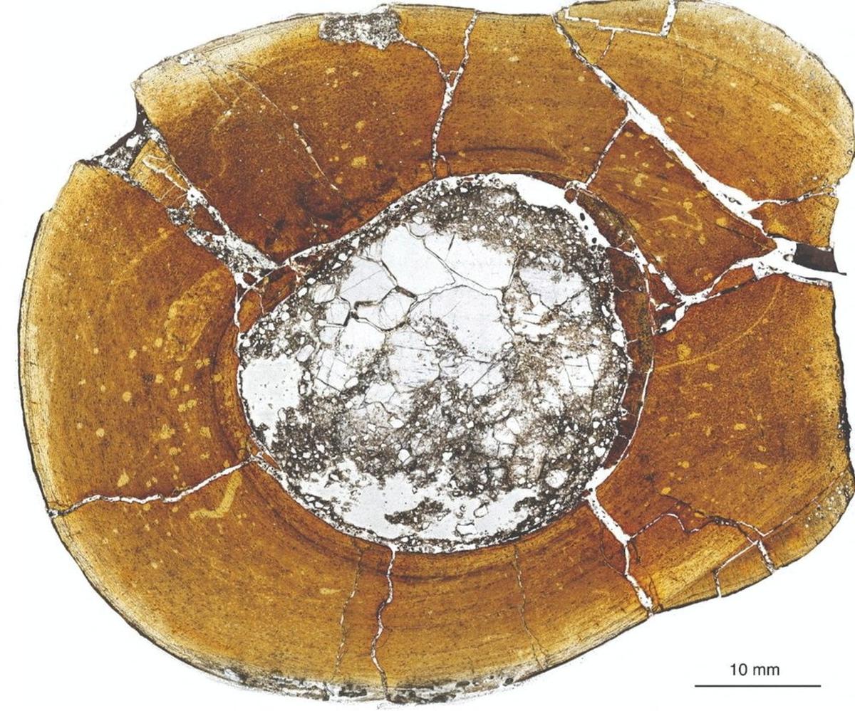A microscopic view of the shin bone of the carnivorous dinosaur Majungasaurus crenatissimus,showing growth rings that get more closely spaced towards the outside of the bone indicating that this individual reached adulthood, is seen in this undated handout image. 