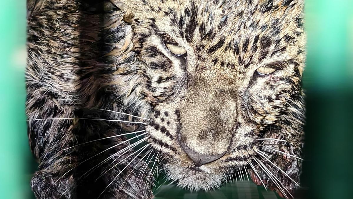 Leopard cub rescued after falling into pond in Kasaragod