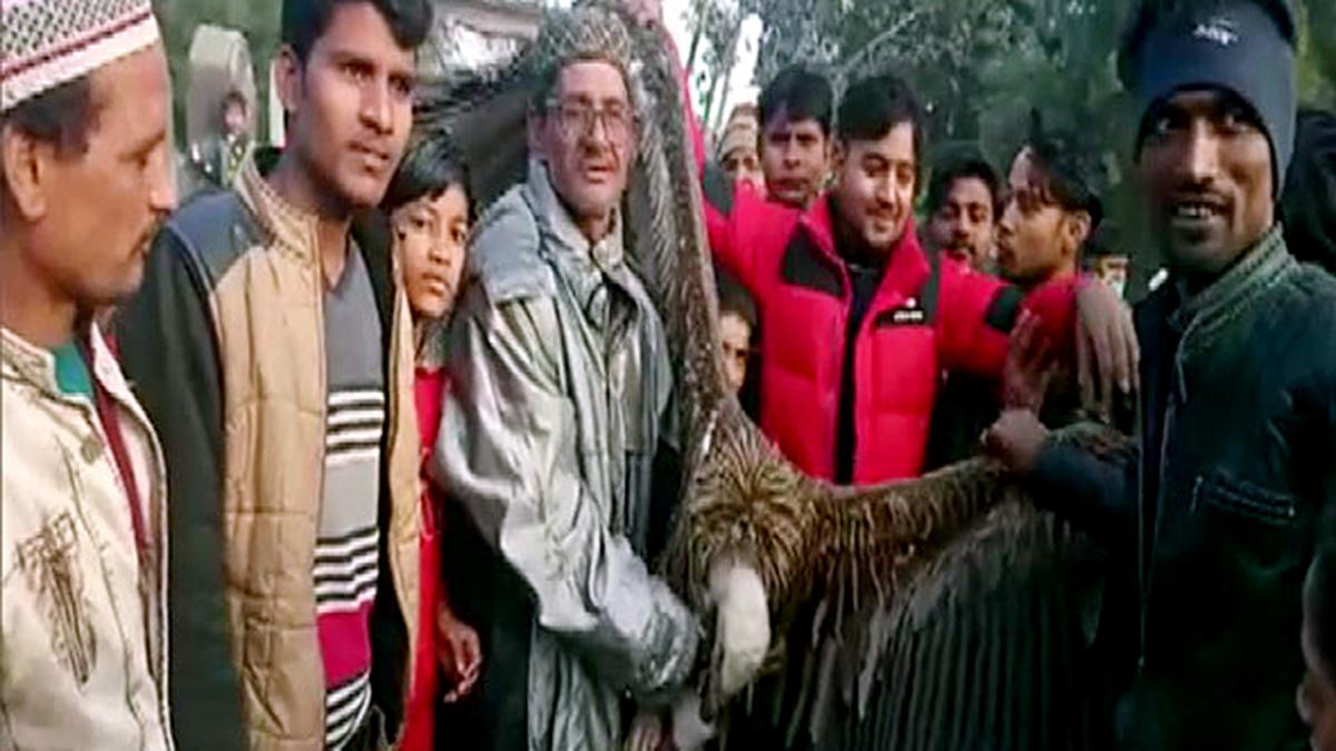 Rare Himalayan Griffon Vulture rescued in Kanpur