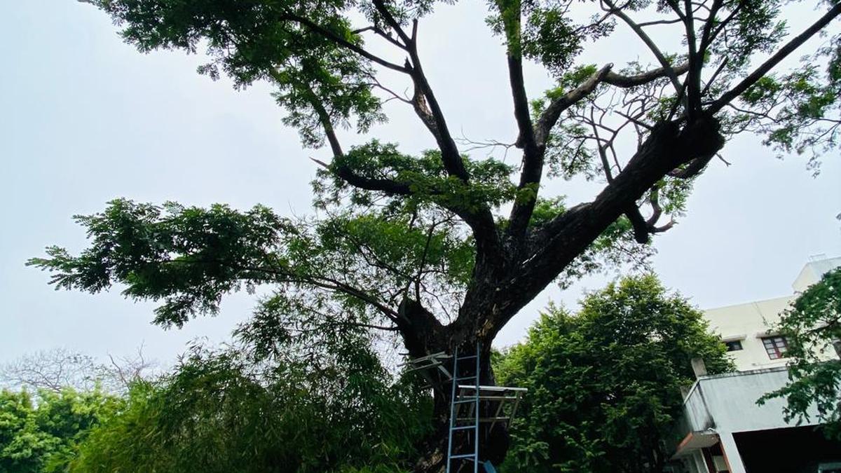 Doveton’s unique Christmas tree