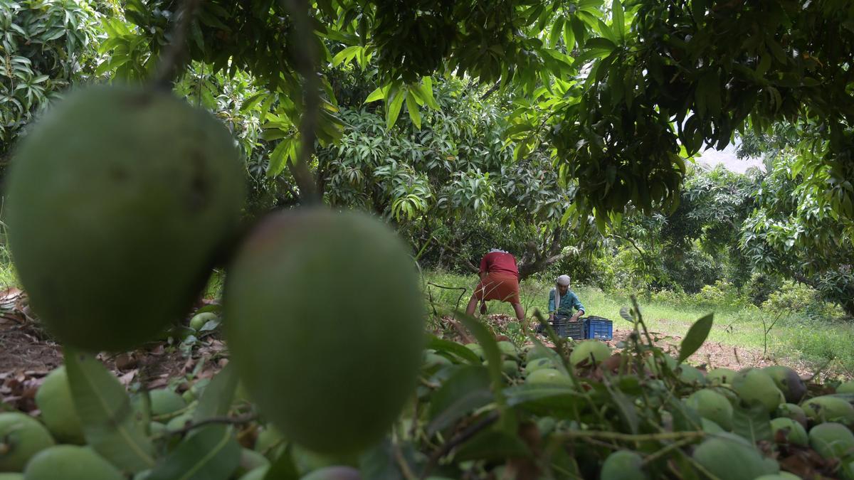 Good prices help Muthalamada mango farmers offset crop losses