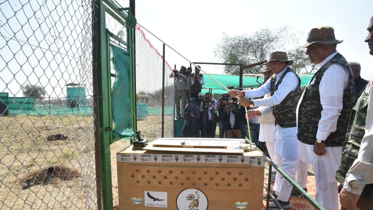 Boost to India’s wildlife diversity: PM Modi on 12 cheetahs arriving in M.P.’s Kuno National Park