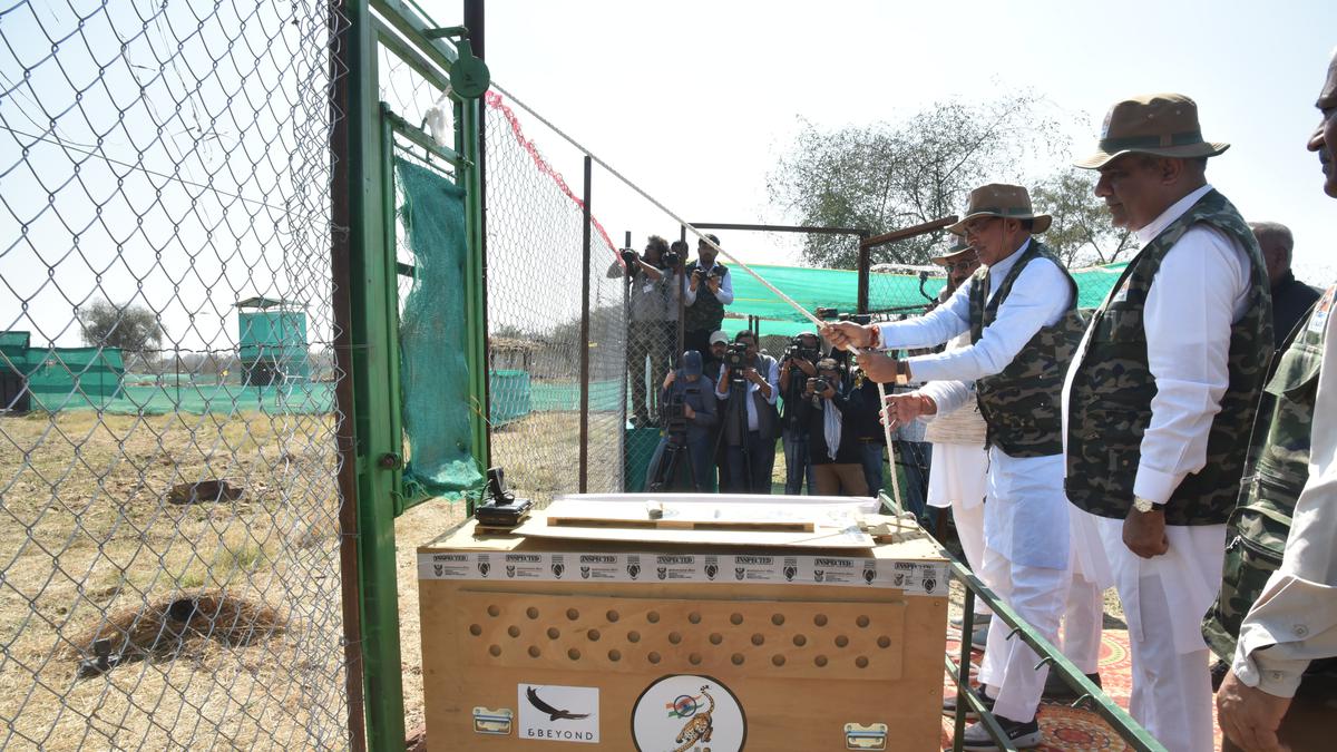 PM Modi says boost to India’s wildlife diversity on cheetahs arriving at Kuno National Park in Madhya Pradesh