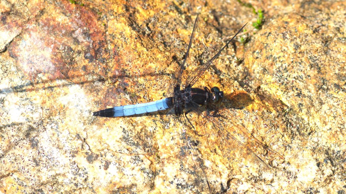 14 new birds, 15 butterflies, 8 odonates sighted during faunal survey in Idukki Wildlife Sanctuary