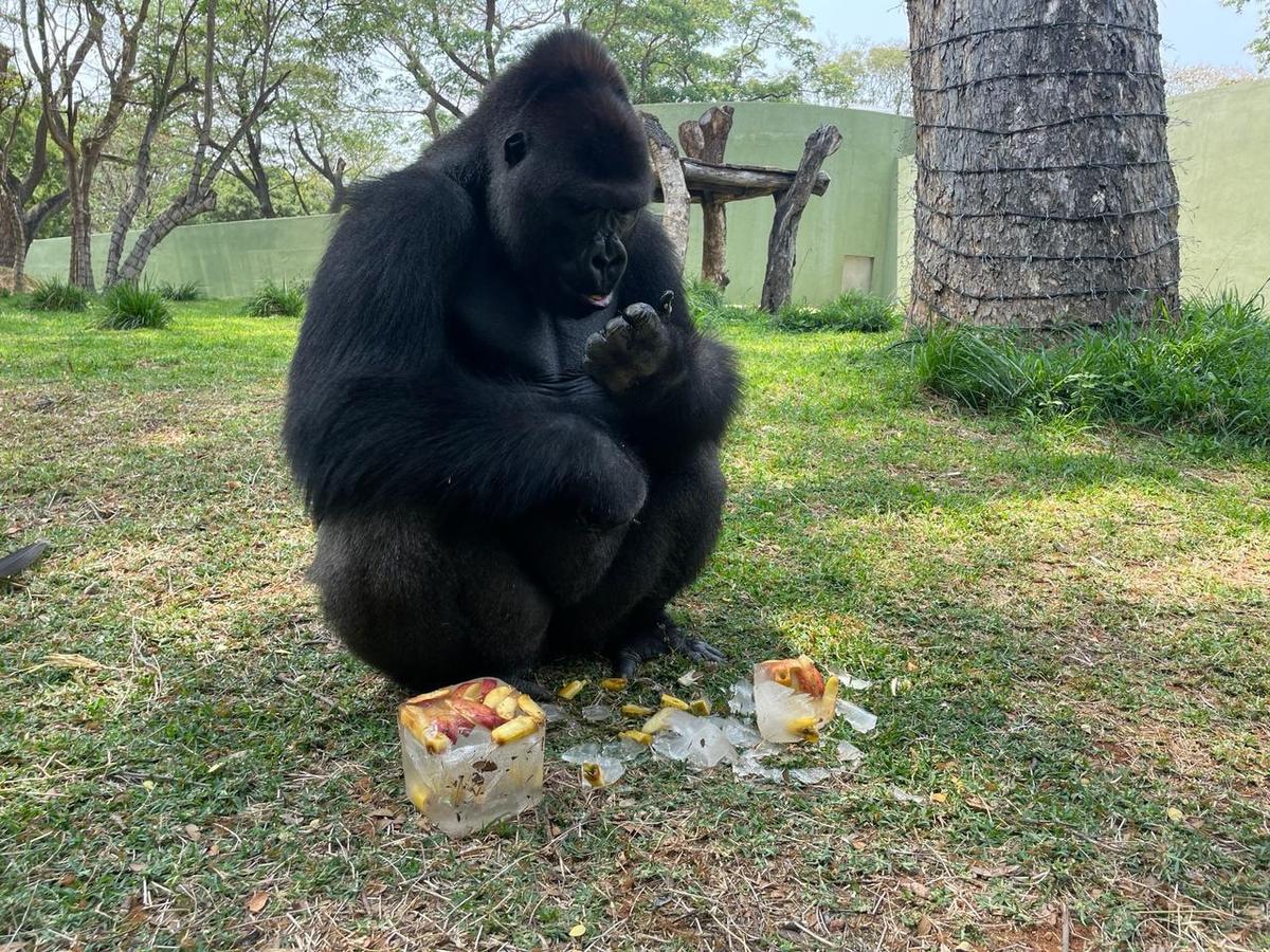A gorilla eating a fruit ice candy inside its enclosure at Mysuru zoo.