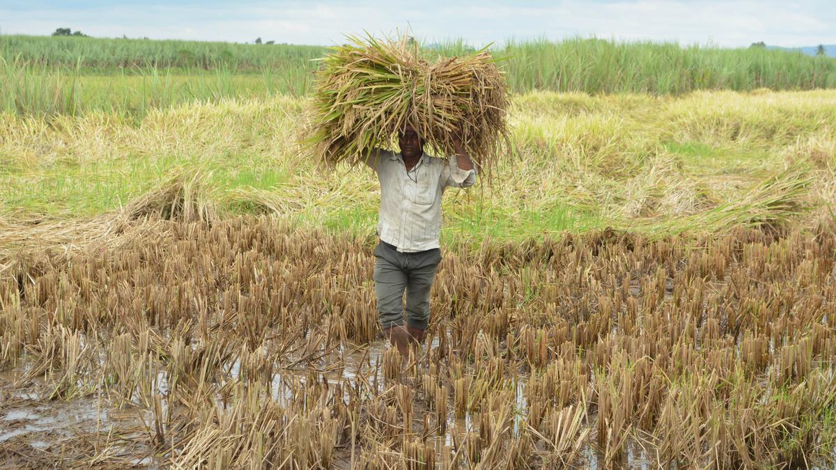 Maharashtra government decides to consider unseasonal rains a natural calamity to help farmers