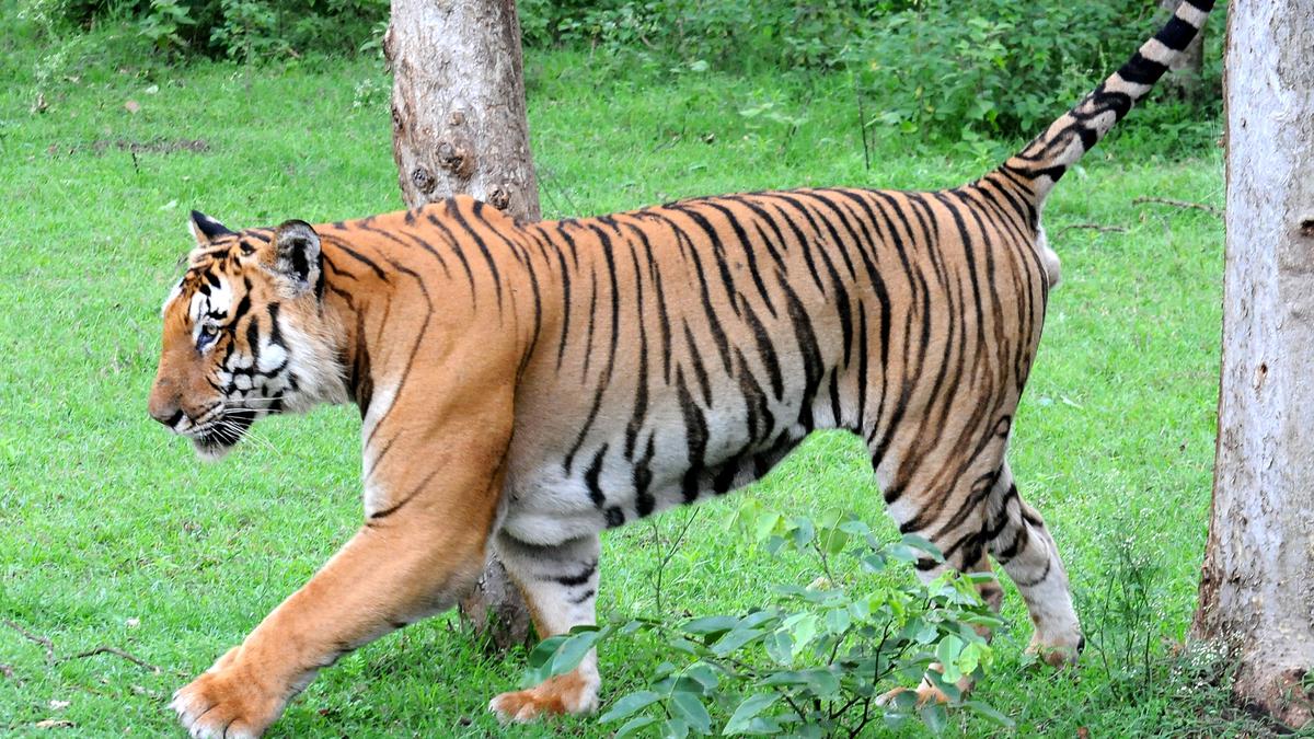 ‘Veerangana Durgavati Tiger Reserve’ becomes MP’s 7th protected habitat for big cats