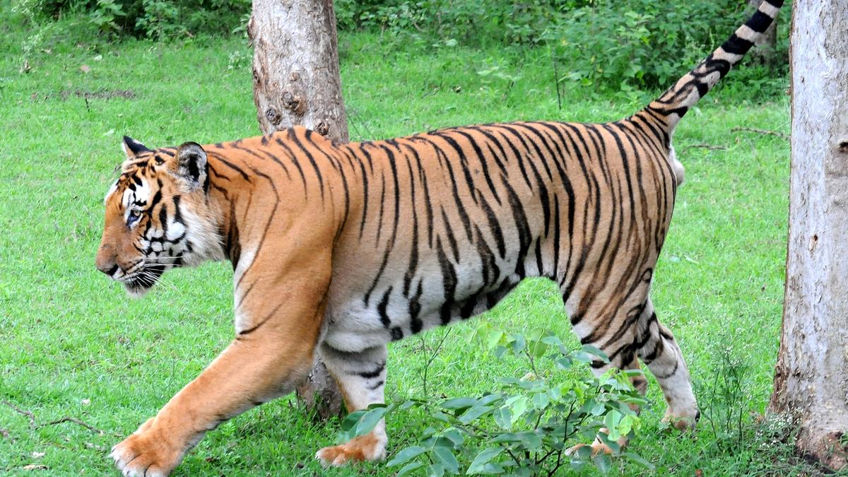 &lsquo;Veerangana Durgavati Tiger Reserve&rsquo; becomes MP&rsquo;s 7th protected habitat for big cats