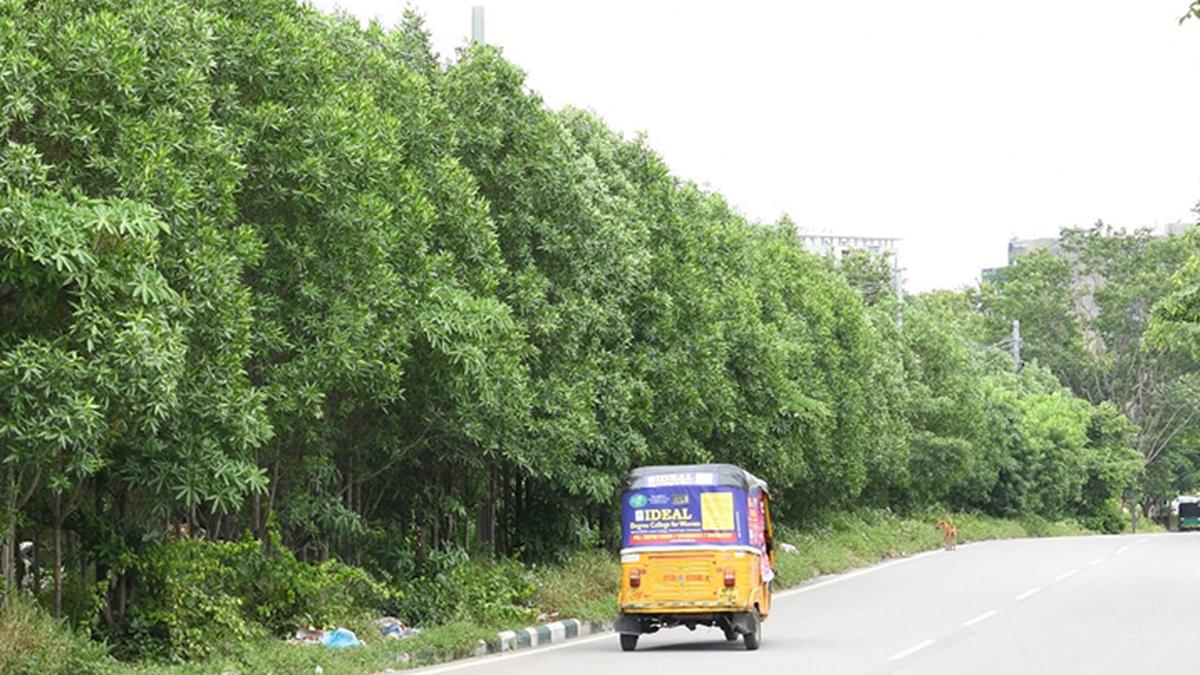 Remove Conocarpus trees which inhale oxygen and exhale carbon dioxide: Assembly Speaker suggests Telangana Govt