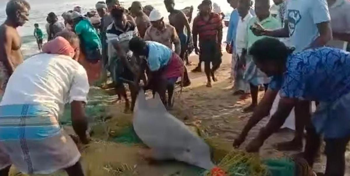Fishermen in Ramanathapuram district save two dolphins caught in net, let them into sea