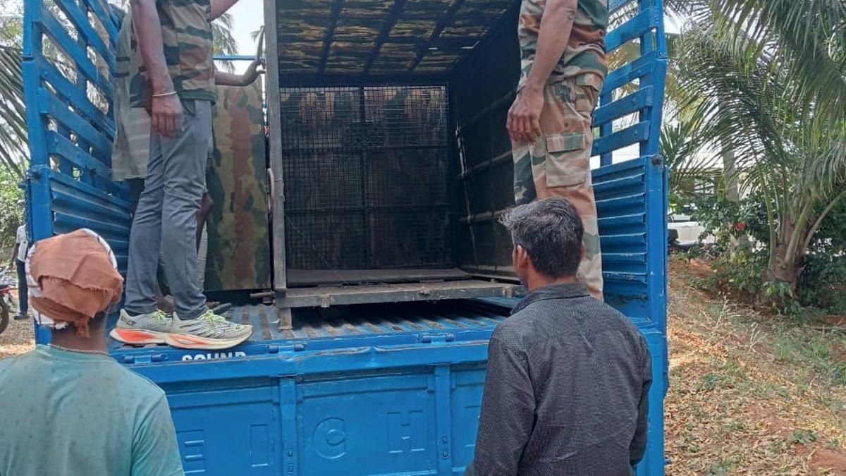 Forest dept. intensifies efforts to track down leopard in Chennimalai