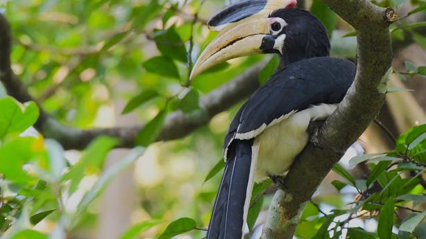 Malabar Pied Hornbills spotted on MRPL premises and Kundapur