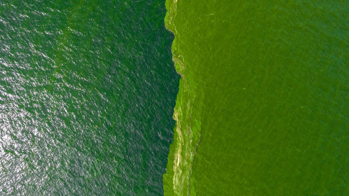 Extreme plankton bloom creates marine 'dead zone' off eastern Thailand