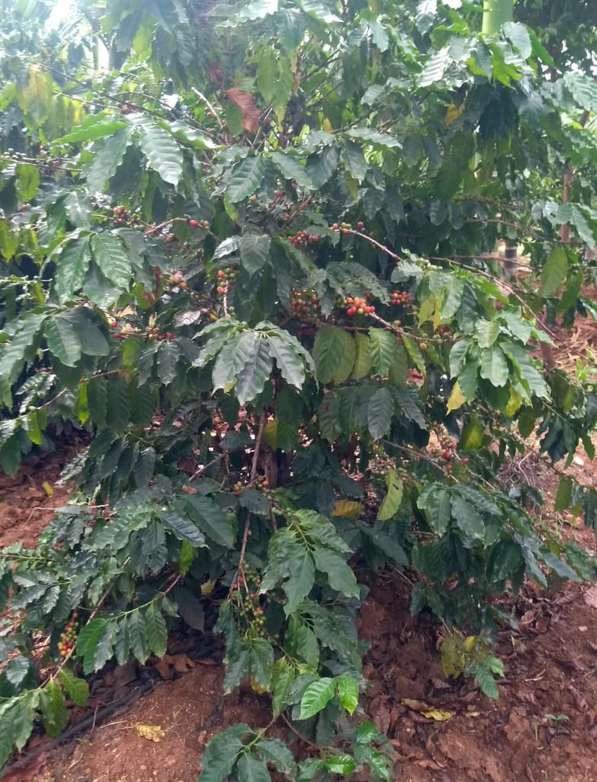 Something new brewing in Huvina Hadagali: Farmer grows coffee; Coffee Board starts quality tests