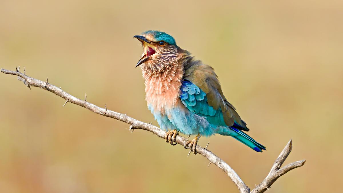 Telangana’s state bird, palapitta, calls for attention