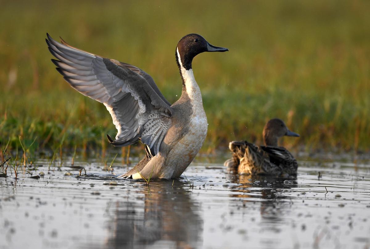 A pair of northern pintail.