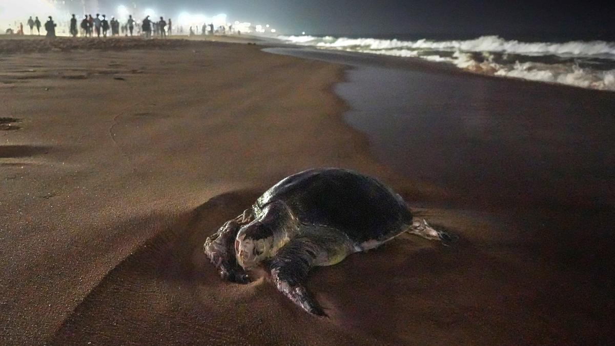 Dead Olive Ridleys wash up on Vizag beaches