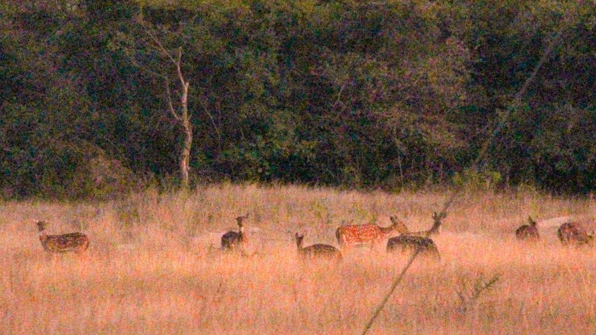 A 15-year-old study by UoH & WWF-India listed 455 species of flora and fauna in the university