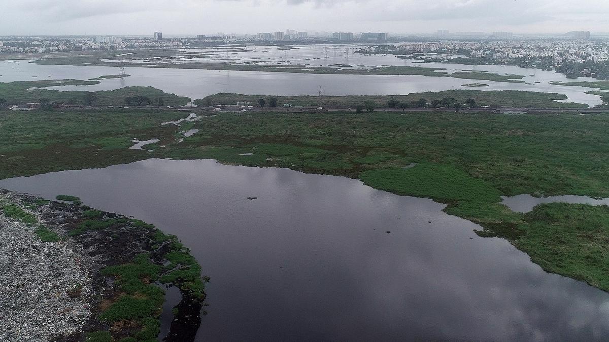 NGT orders comprehensive survey of Pallikaranai marshland based on 1911 revenue records