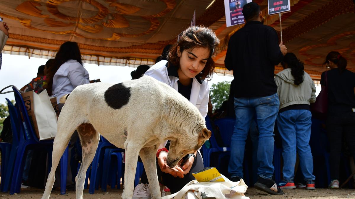 Stray dog attacks: BBMP considering whether to bring back CNVR in Bengaluru flouting AWBI guidelines