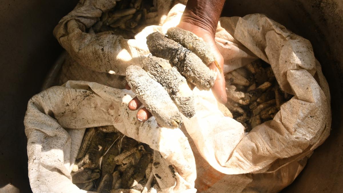 55 kg of sea cucumber seized; case filed against two