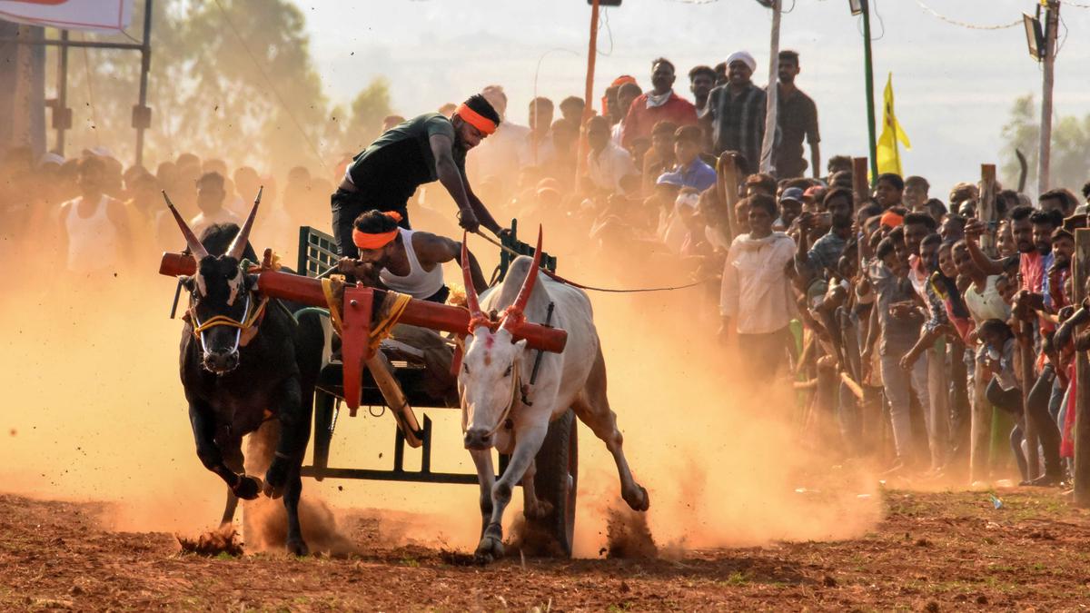 Supreme Court verdict on bullock-cart races | Maharashtra Ministers call it victory of farmers, promise all assistance for such events