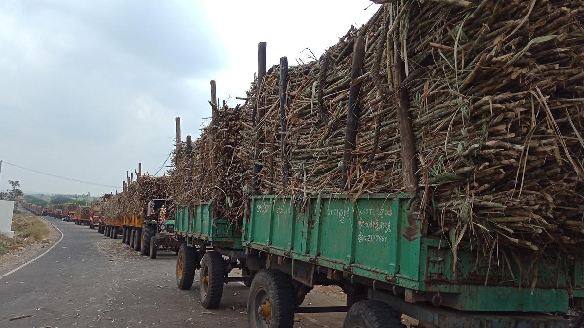 Farmers demand higher prices for sugarcane in the wake of drought, reduced yield