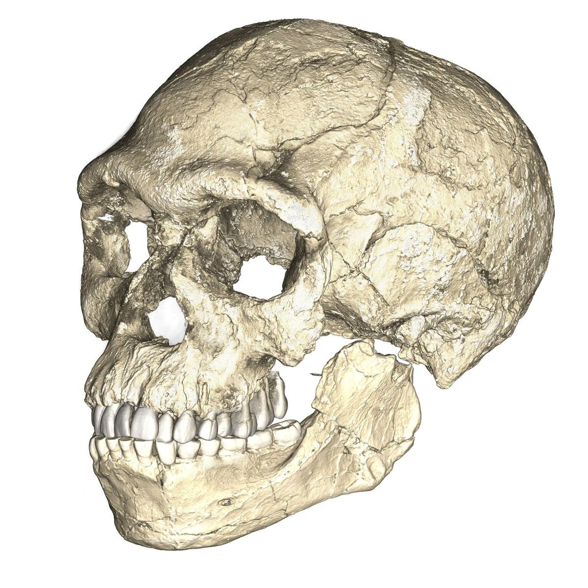 A composite reconstruction of the earliest known Homo sapiens fossils from Jebel Irhoud in Morocco, based on microcomputed tomographic scans of multiple original fossils, is shown in this undated handout photo obtained by Reuters June 7, 2017. 