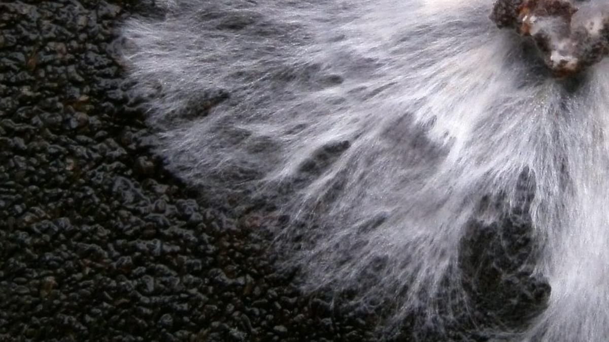 The promise of mycelium bricks
Premium