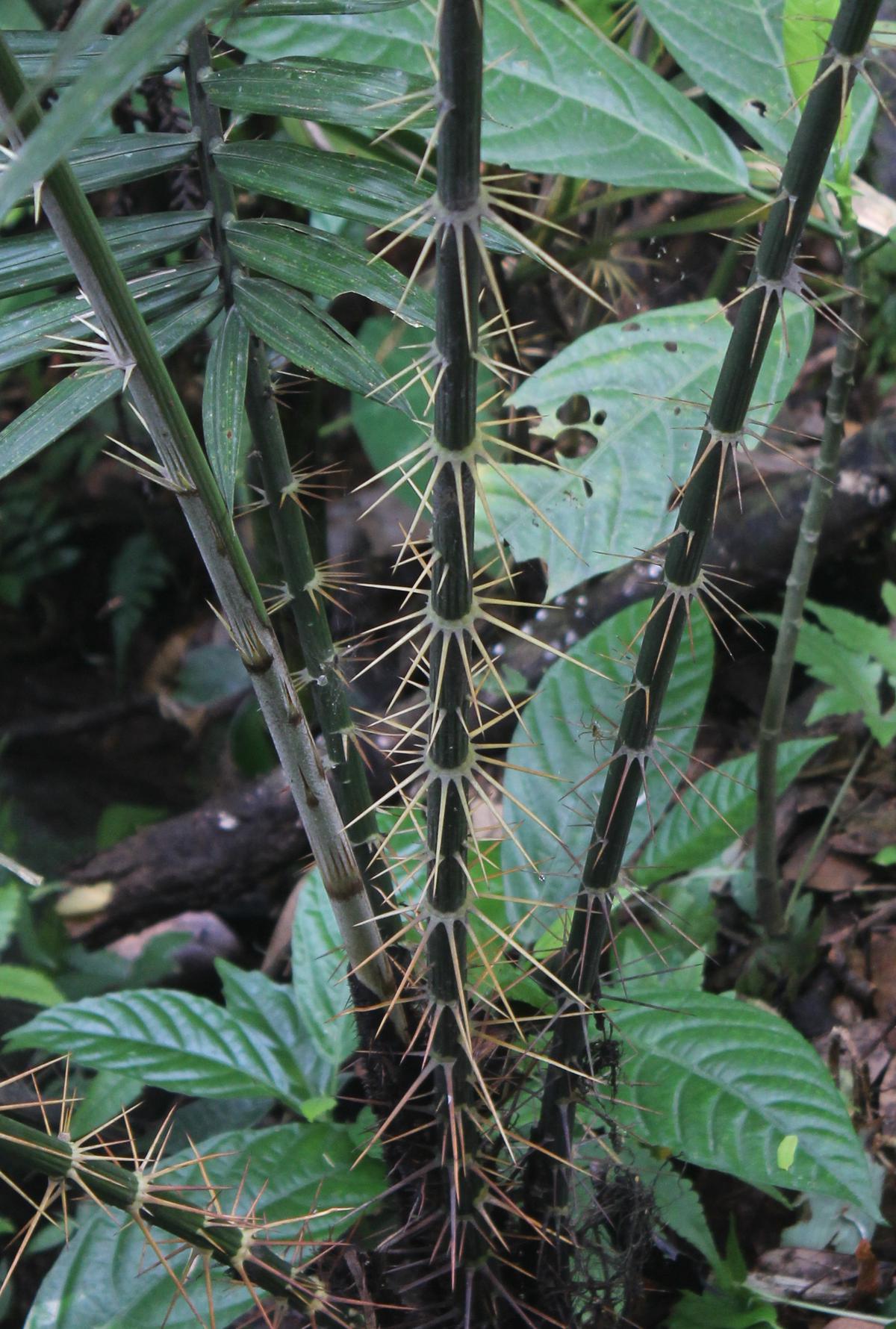 Ratan thorn used in tapping tattoo 
