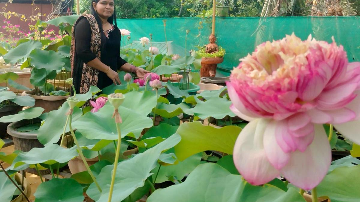 Development of new lotus varieties brings Ajitha national recognition