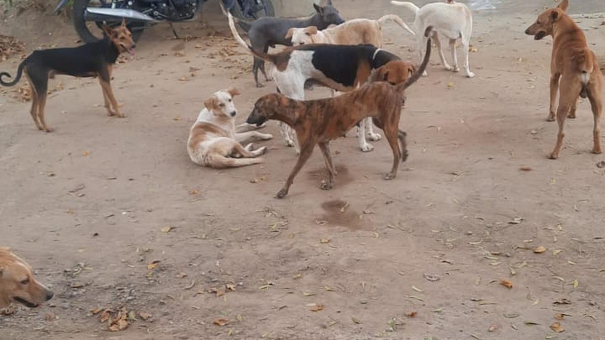 Madurai Reader’s Mail