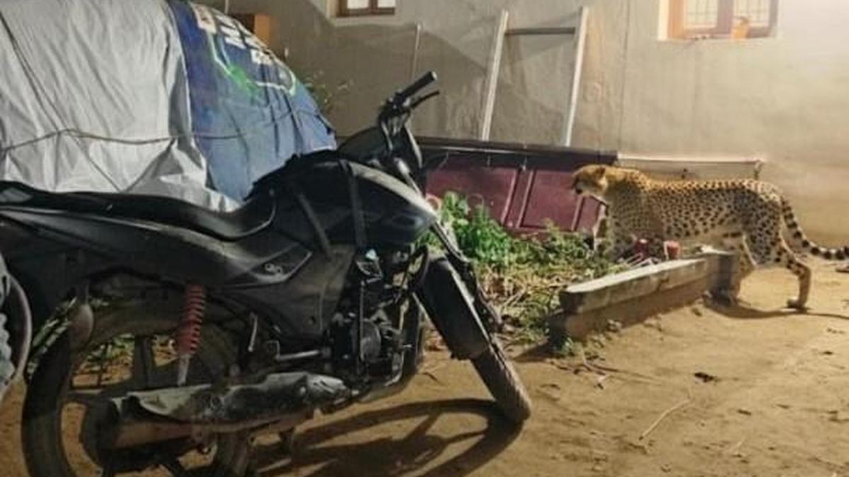 Forest Department warns of action against persons spreading fake information on leopard movement in Coimbatore suburbs