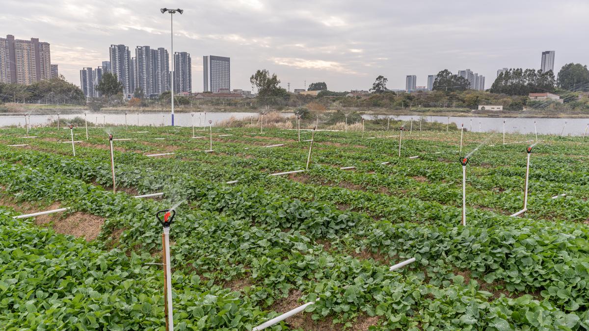 Farming in the city