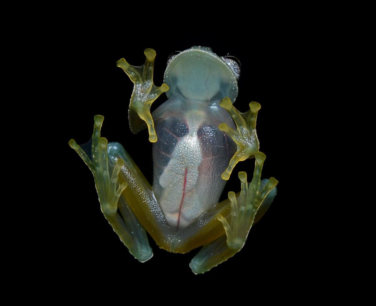 Glassfrogs Hide Red Blood Cells in Their Liver to Become Transparent