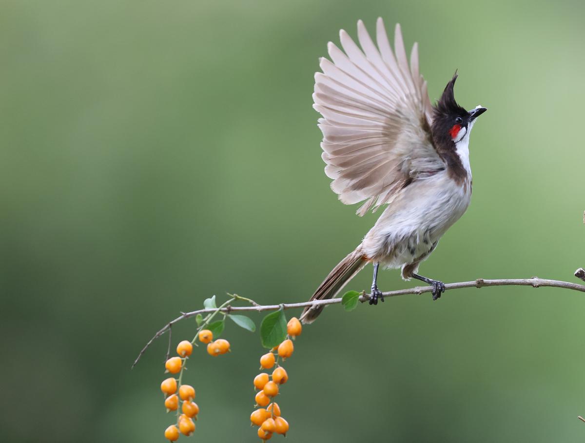 Photo of a red-whiskered bulbul captured by the couple. 