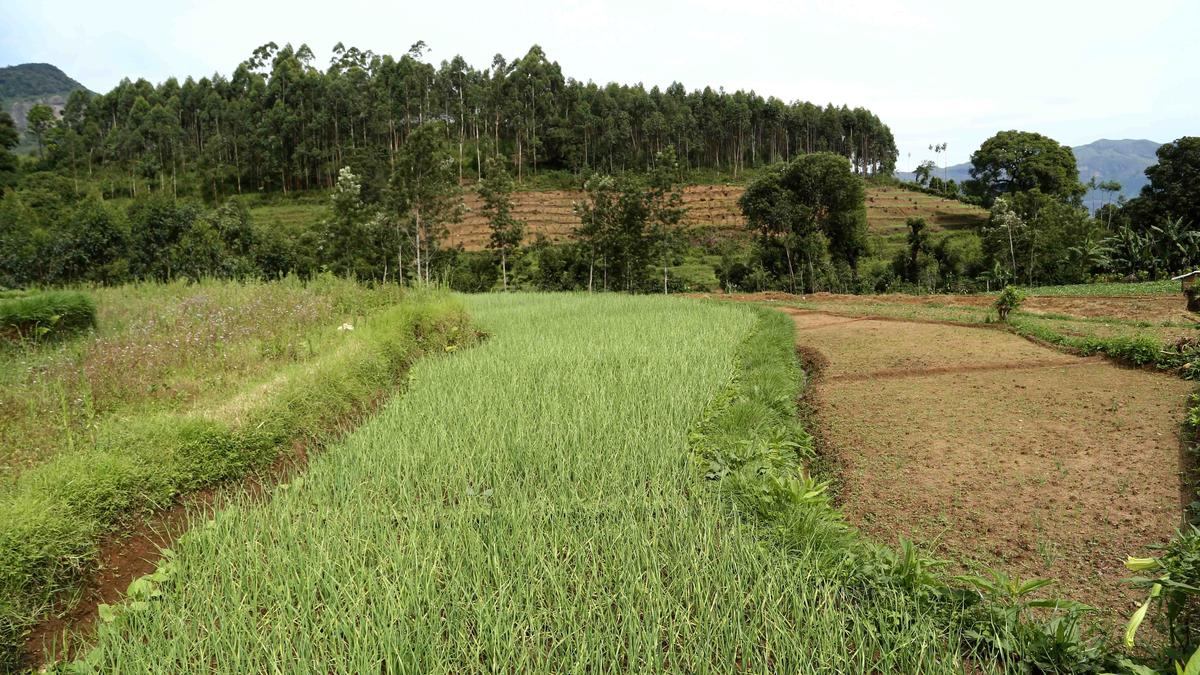 Kanthalloor garlic price reaches a new high The Hindu