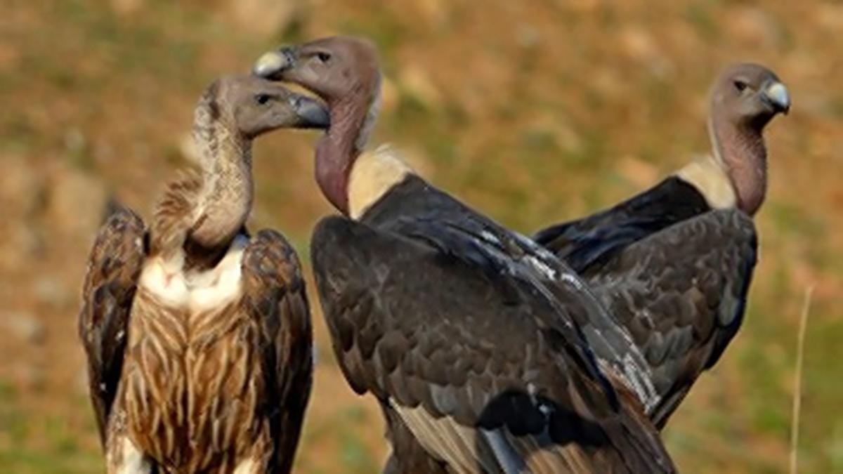 T.N. government plans synchronised vulture census across Tamil Nadu, Kerala, Karnataka