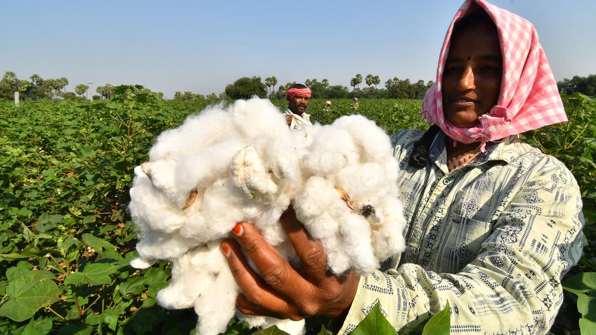 Centre rules out an increase in MSP for cotton, but farmers seek more