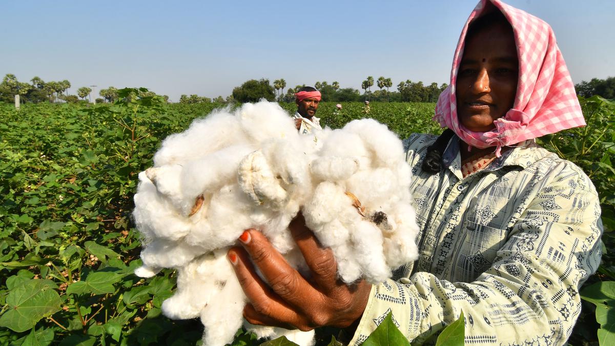 Centre rules out an increase in MSP for cotton, but farmers seek more - The  Hindu