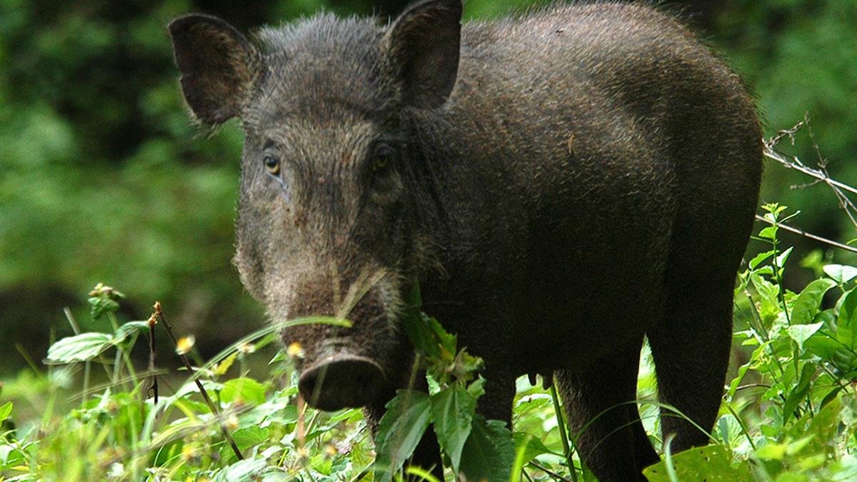 Man on hunt for wild boar dies of bullet injuries in Chikkamagaluru in Karnataka